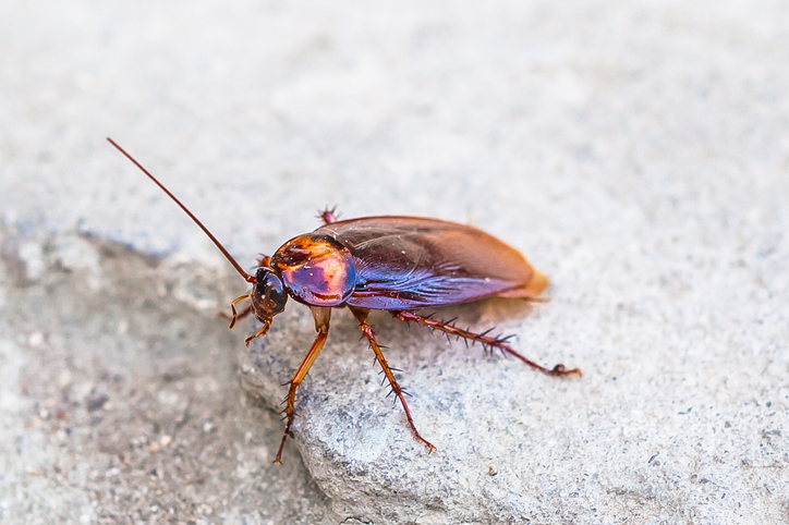 Cockroaches Austin Pest Control Rodent Exclusion And Termites